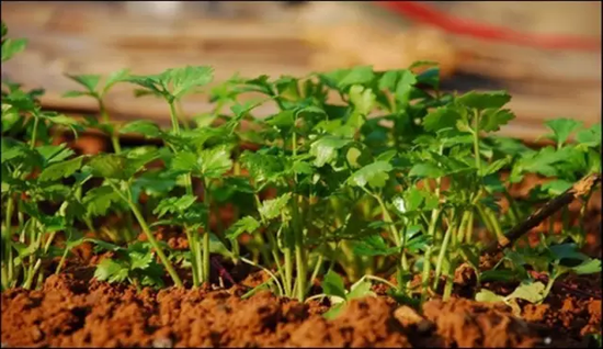 香菜有多恐怖:全球15%人群患“香菜恐惧症”